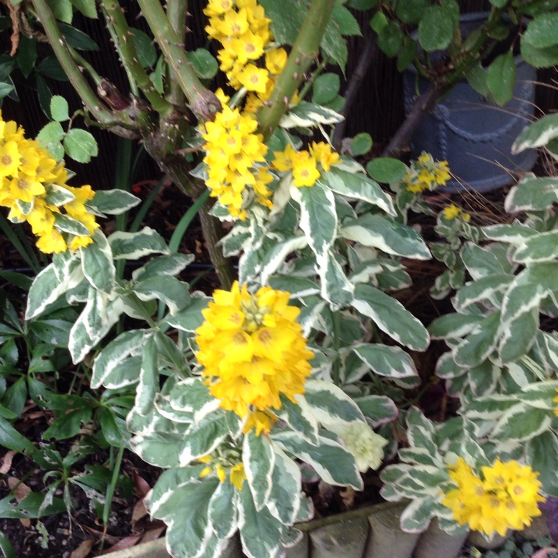 Loosestrife in the GardenTags plant encyclopedia