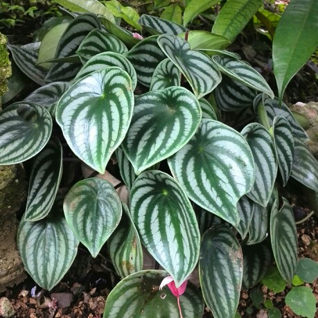 Watermelon Peperomia in the GardenTags plant encyclopedia