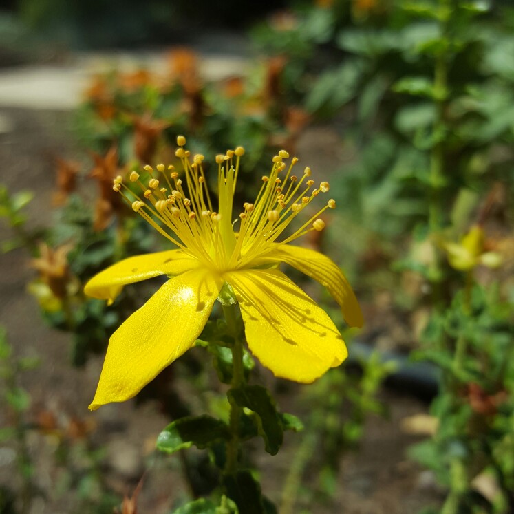 Hypericum balearicum in the GardenTags plant encyclopedia