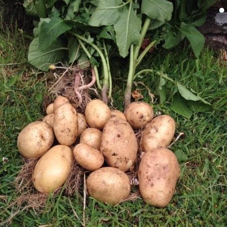 Potato Maris Bard in the GardenTags plant encyclopedia