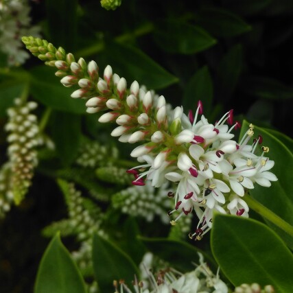 Shrubby Veronica White Spritzer in the GardenTags plant encyclopedia