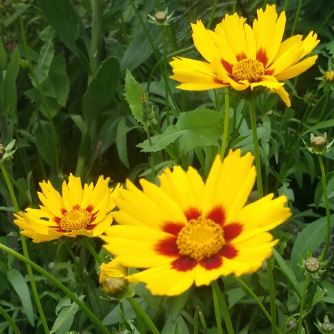 Tickseed Sunfire in the GardenTags plant encyclopedia