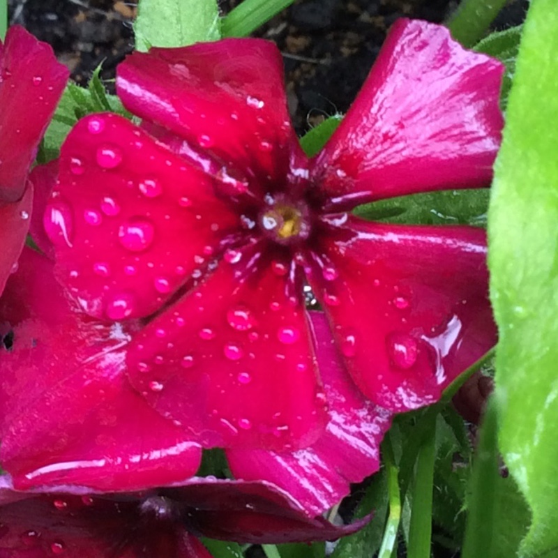 Drummunds Phlox Dwarf Beauty (Mix) in the GardenTags plant encyclopedia