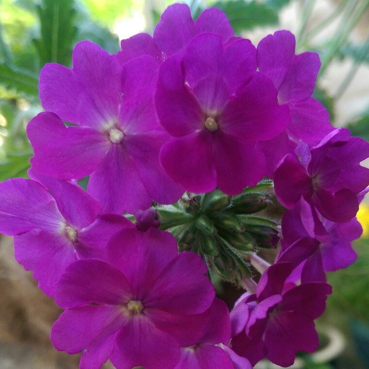 Verbena Empress Purple in the GardenTags plant encyclopedia