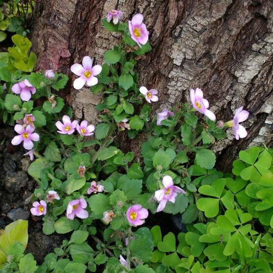 Bacopa Secrets Central Pink in the GardenTags plant encyclopedia