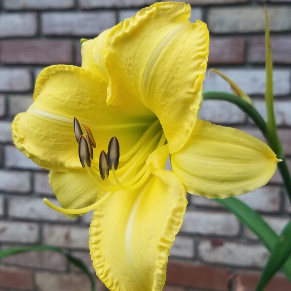 Daylily (Species) Amur Daylily Esculenta in the GardenTags plant encyclopedia