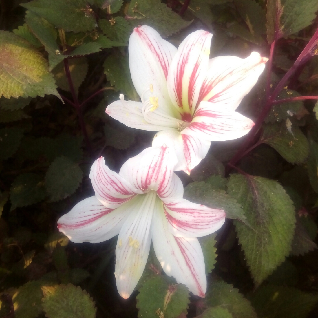 Daylily Moontraveller in the GardenTags plant encyclopedia