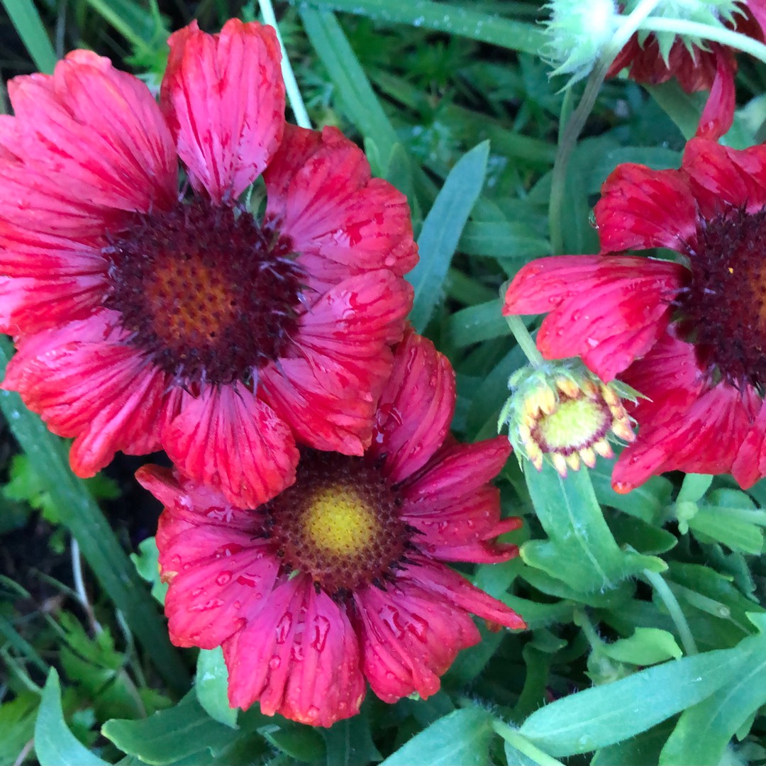 Blanket Flower Celebration in the GardenTags plant encyclopedia