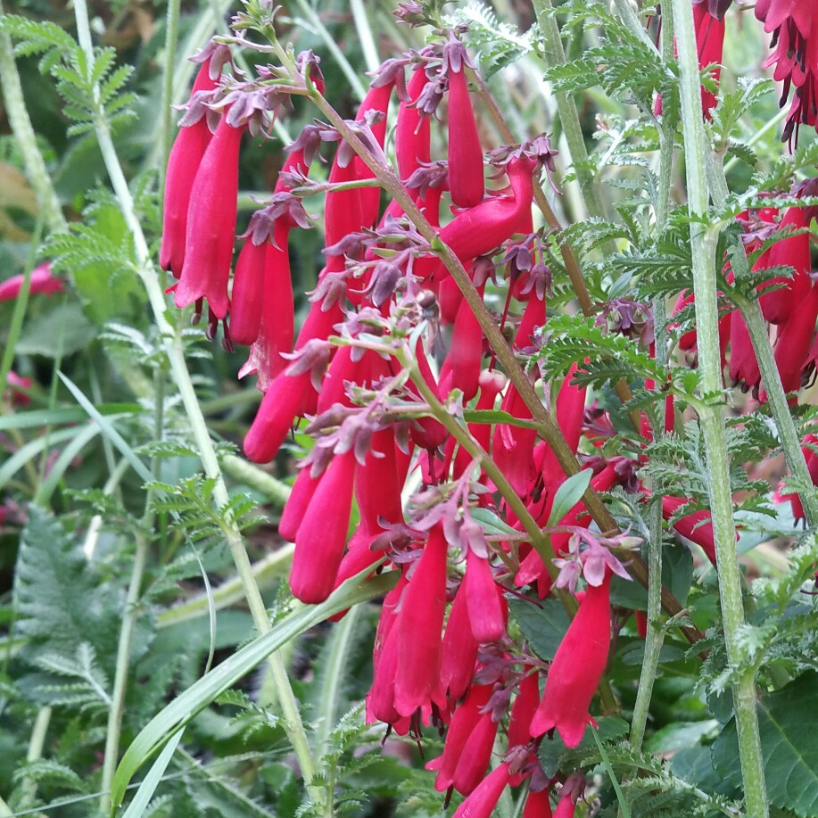 Cape Figwort Magenta in the GardenTags plant encyclopedia