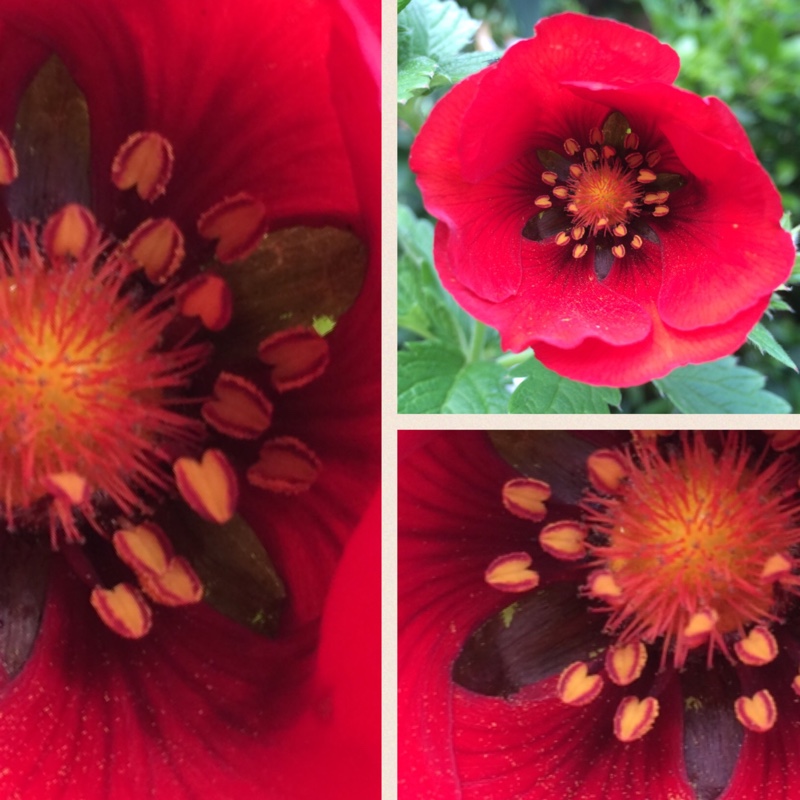 Potentilla Flamenco in the GardenTags plant encyclopedia