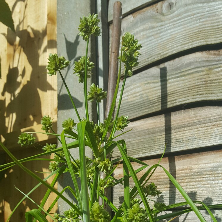 Hardy Papyrus in the GardenTags plant encyclopedia