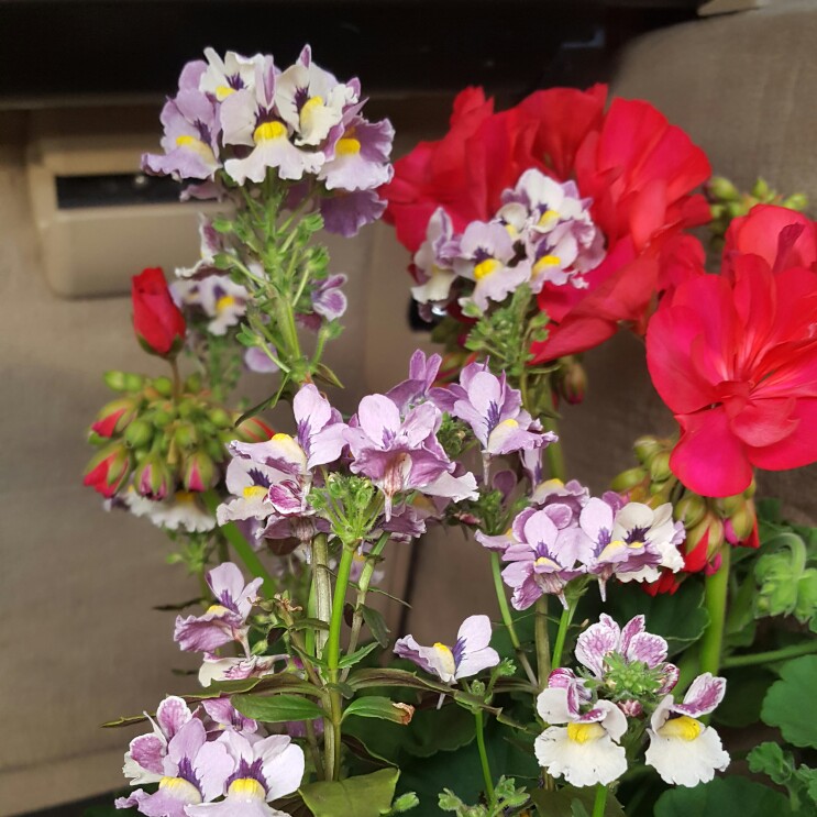 Nemesia Mareto Bicolour Rose in the GardenTags plant encyclopedia