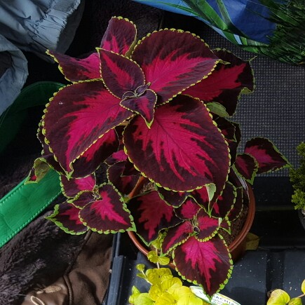 Coleus Chocolate Covered Cherry in the GardenTags plant encyclopedia