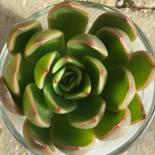 Echeveria Mira in the GardenTags plant encyclopedia