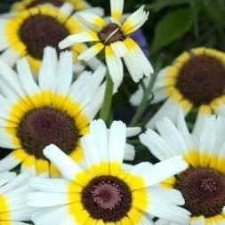 Chrysanthemum Polar Star in the GardenTags plant encyclopedia