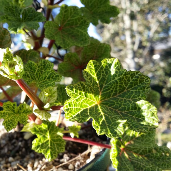 Pelargonium Johans Colin (Ivy Leaved) in the GardenTags plant encyclopedia