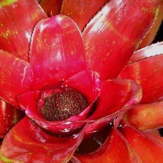 Neoregelia Lamberts Pride in the GardenTags plant encyclopedia