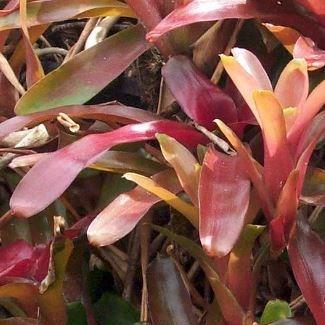 Neoregelia Fireball in the GardenTags plant encyclopedia