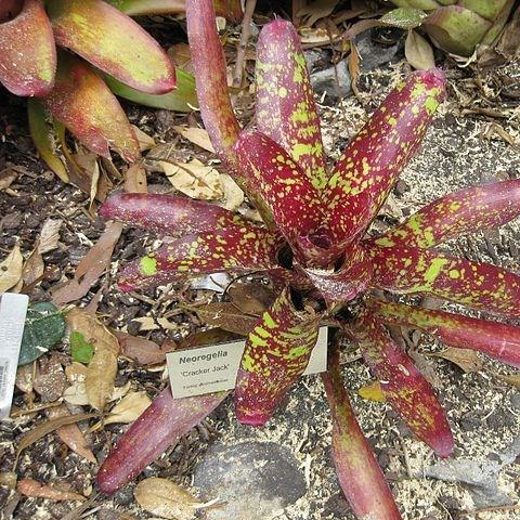 Neoregelia Cracker Jack in the GardenTags plant encyclopedia