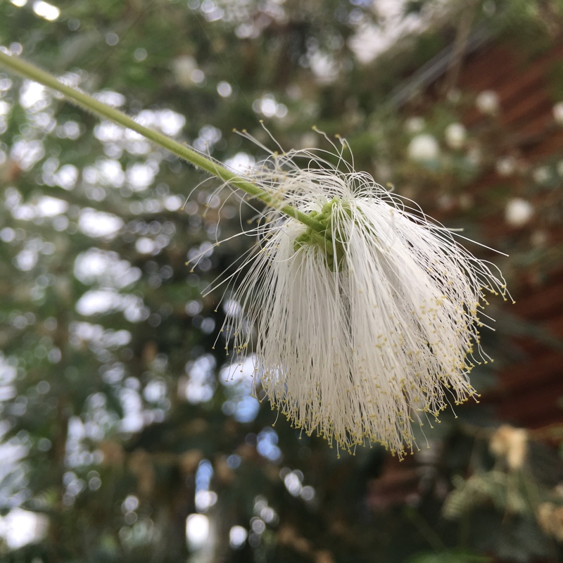 White Powder Puff in the GardenTags plant encyclopedia