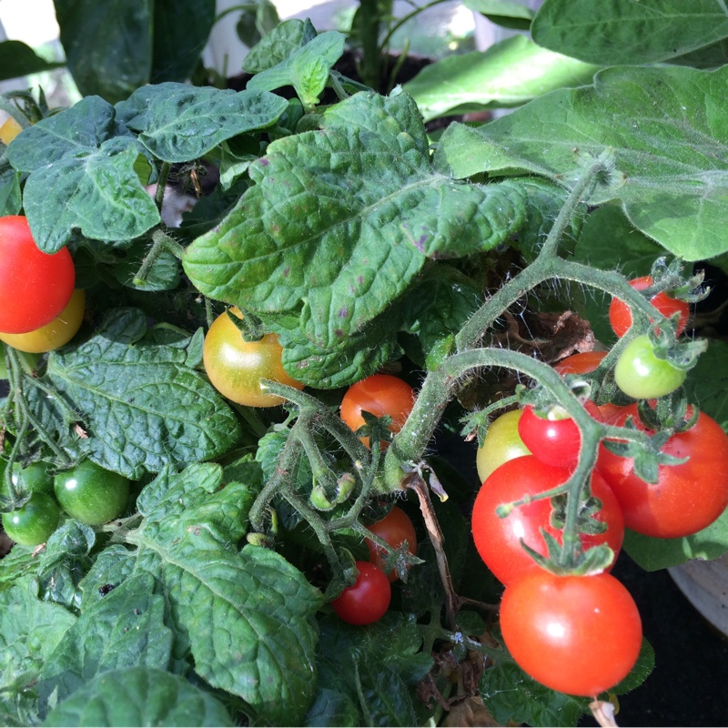 Shrub Tomato Sweet N Neat (Cherry Tomato) in the GardenTags plant encyclopedia