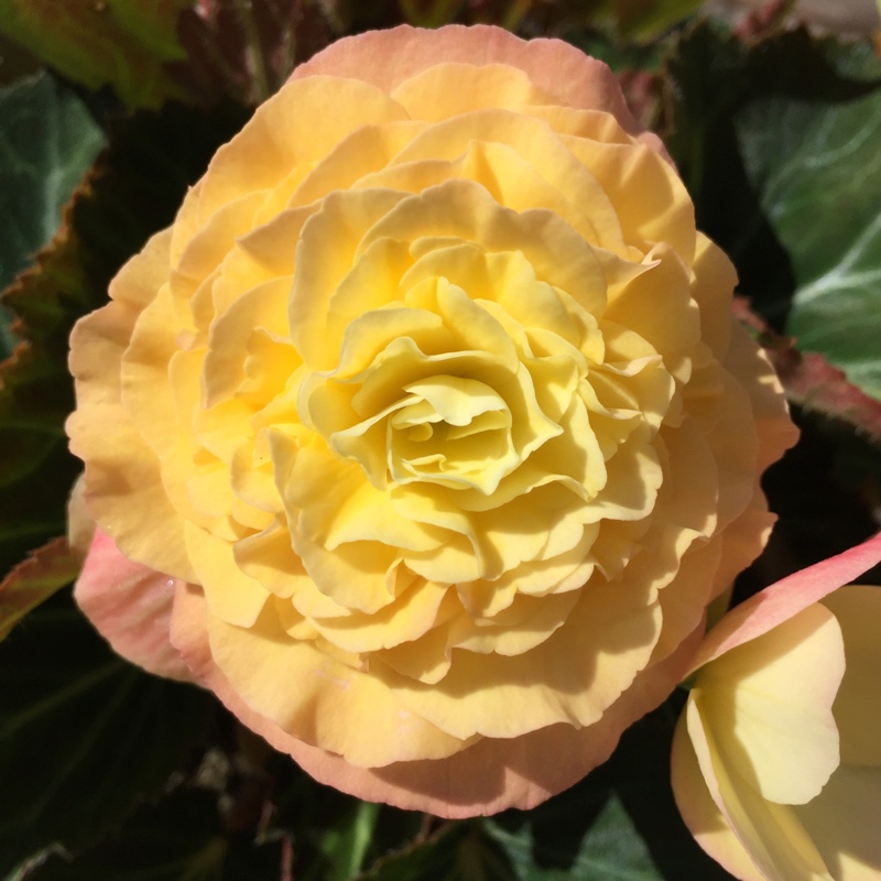 Tuberous Begonia Buffey in the GardenTags plant encyclopedia