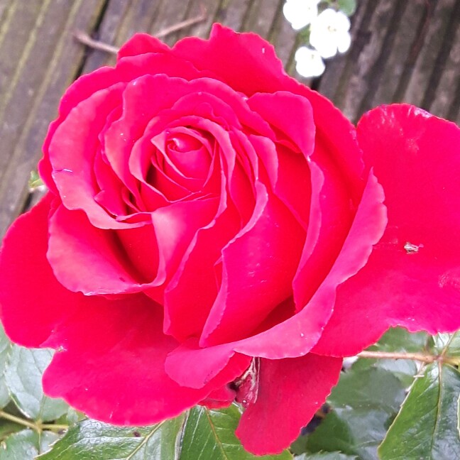 Hybrid Tea Rose The Anniversary Rose in the GardenTags plant encyclopedia