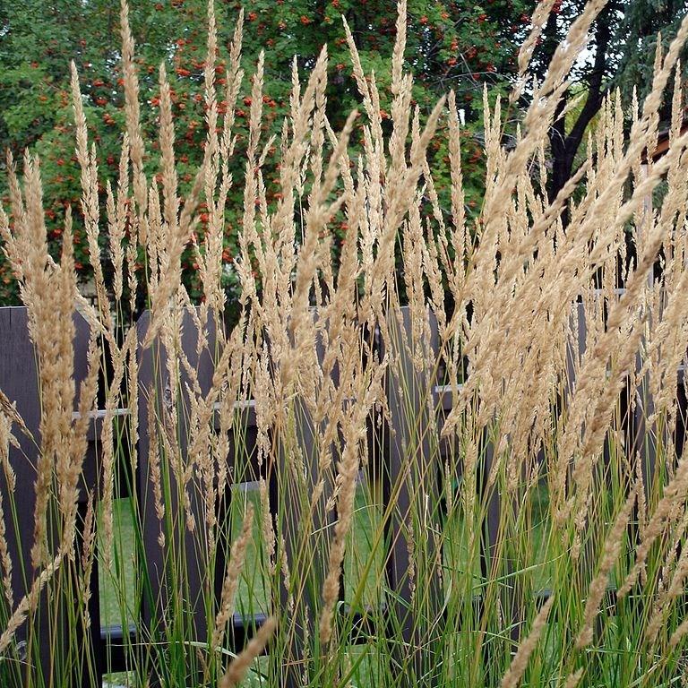 Feather Reed Grass Carl Foerster in the GardenTags plant encyclopedia