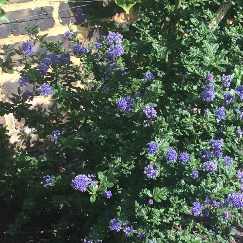 Ceanothus Dark Star in the GardenTags plant encyclopedia