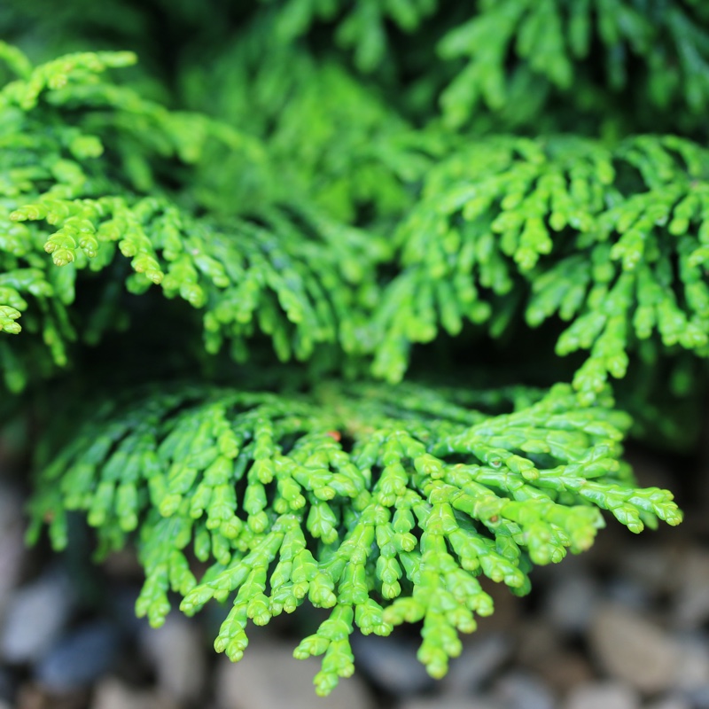 Hinoki Cypress Kosteri in the GardenTags plant encyclopedia