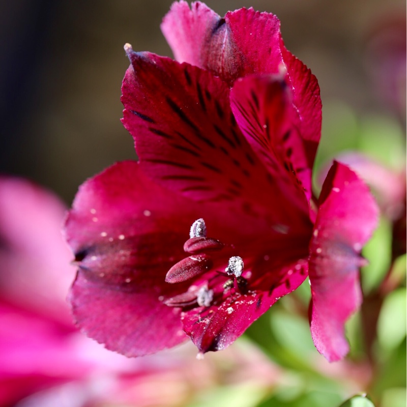 Peruvian Lily Inticancha Red in the GardenTags plant encyclopedia