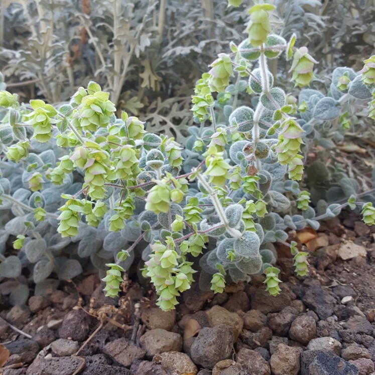 Origanum Species, Dittany Of Crete Origanum Dictamnus