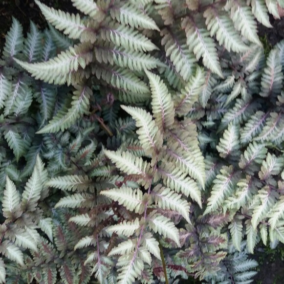 Lady Fern Pewter Lace in the GardenTags plant encyclopedia