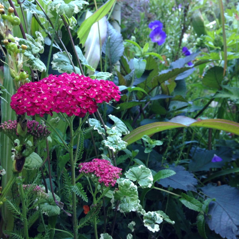 Yarrow Cerise Queen in the GardenTags plant encyclopedia