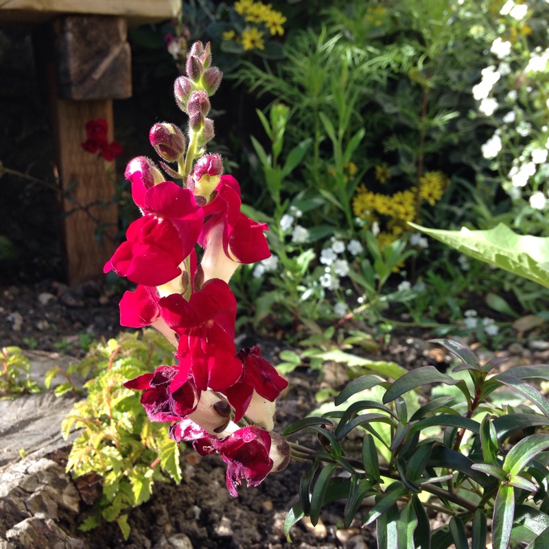 Snapdragon Night And Day in the GardenTags plant encyclopedia