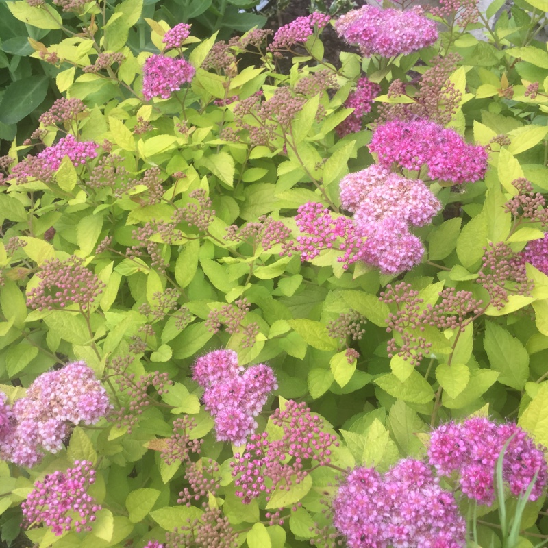 Spiraea Golden Princess in the GardenTags plant encyclopedia