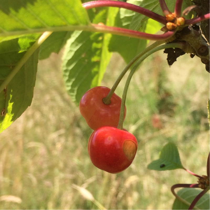 Sweet Cherry TreeWaterloo in the GardenTags plant encyclopedia