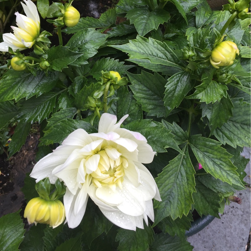 Dahlia XXL Yucatan (Bedding) in the GardenTags plant encyclopedia