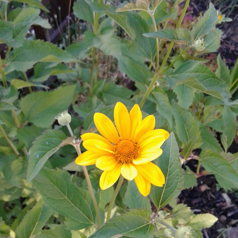 False Sunflower in the GardenTags plant encyclopedia