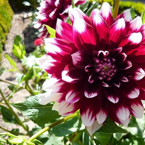 Dahlia Blended Beauty in the GardenTags plant encyclopedia