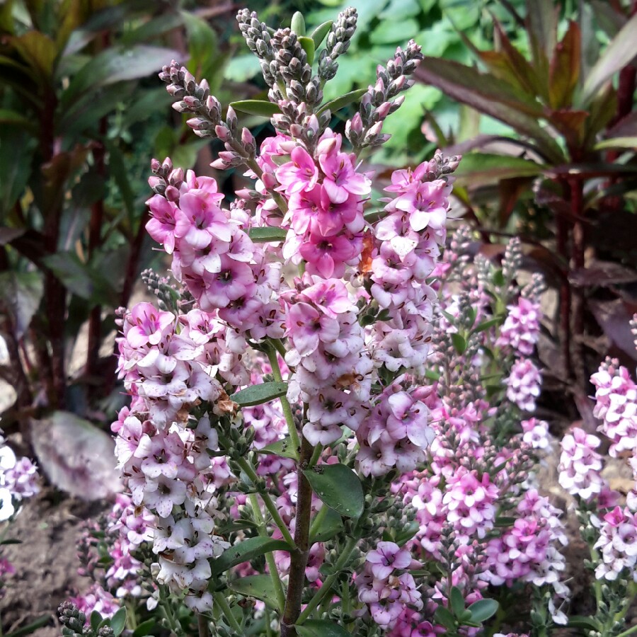 Shrubby Veronica Pink Fizz in the GardenTags plant encyclopedia