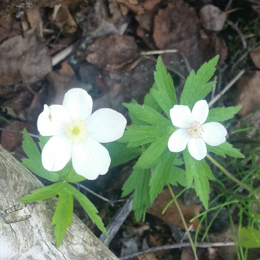 Canada Anemone in the GardenTags plant encyclopedia