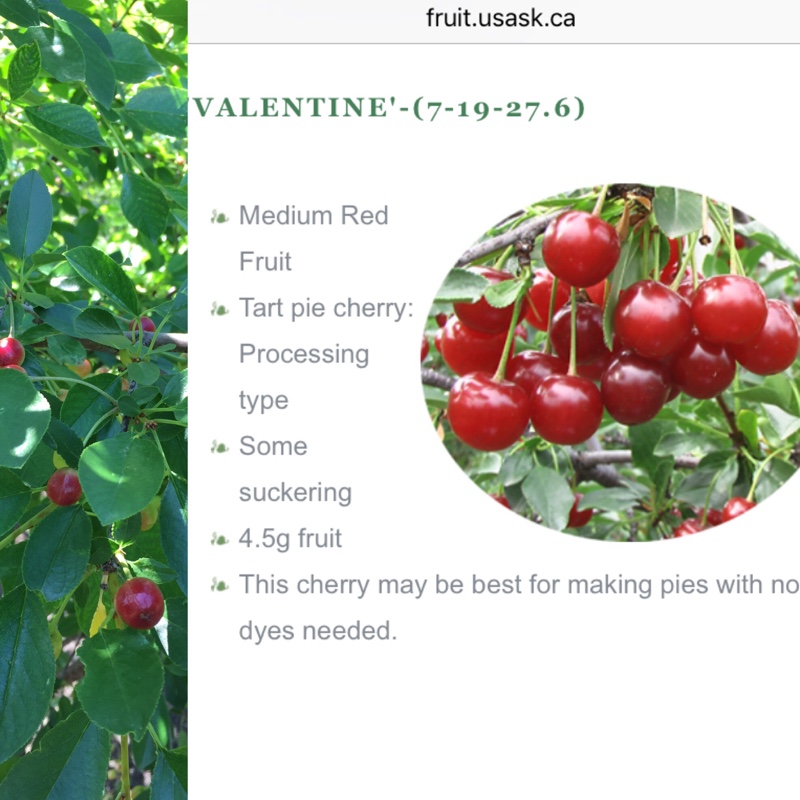 Dwarf Sour Cherry Tree Valentine in the GardenTags plant encyclopedia