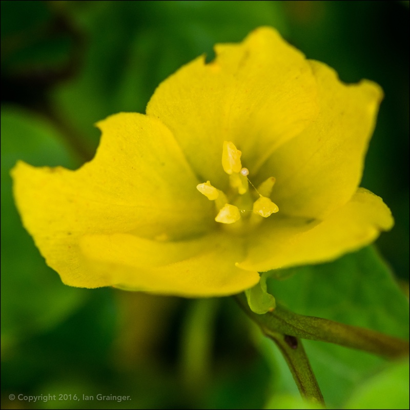 Creeping Jenny in the GardenTags plant encyclopedia