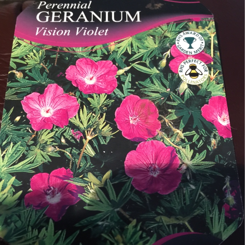 Bloody Cranesbill Vision Violet in the GardenTags plant encyclopedia