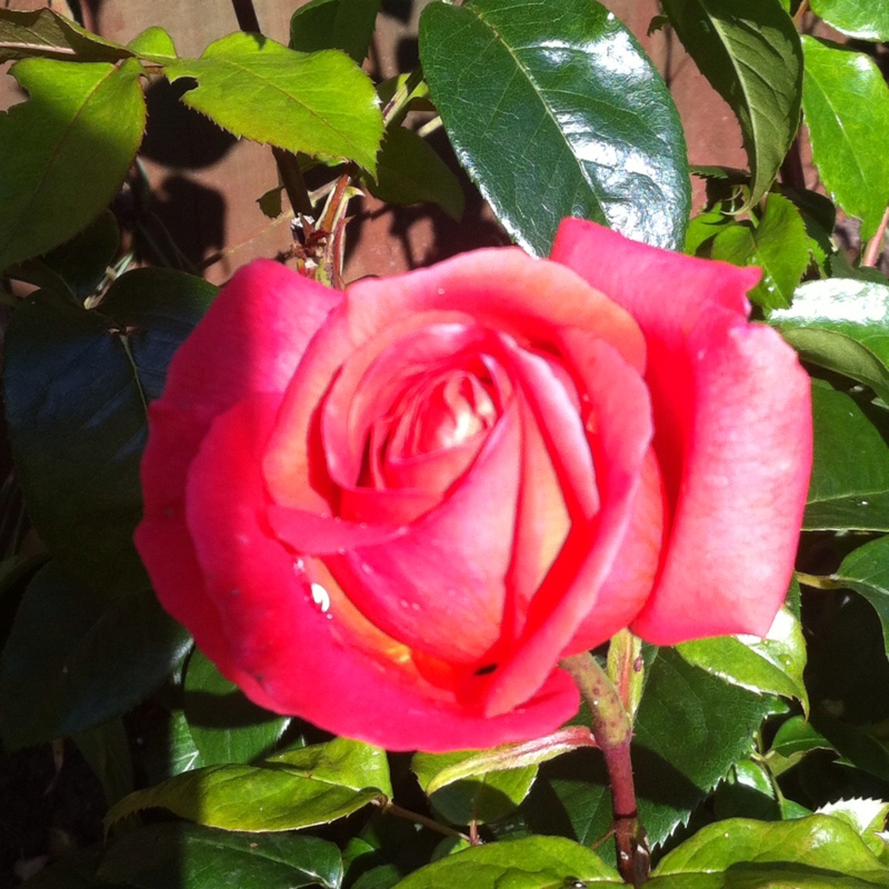 Hybrid Tea Rose Special Anniversary in the GardenTags plant encyclopedia