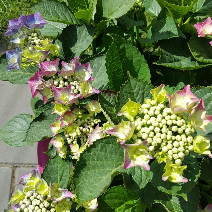 Hydrangea Blaumeise (Teller Series) in the GardenTags plant encyclopedia