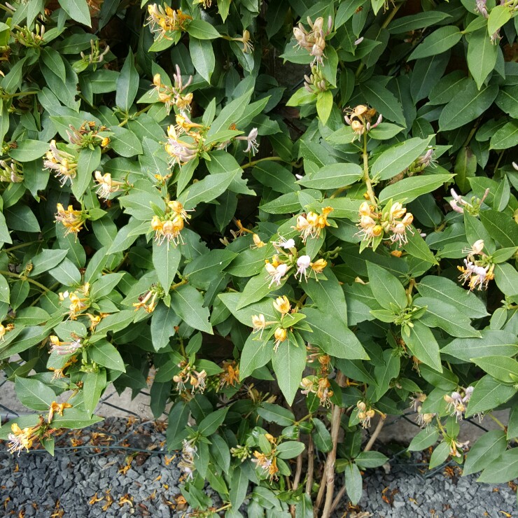 Honeysuckle Caprilia Ever in the GardenTags plant encyclopedia