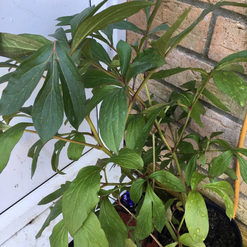 Peony Doctor Alexander Fleming (Herbaceous) in the GardenTags plant encyclopedia