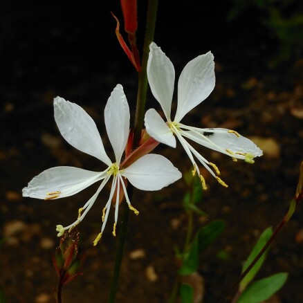 Lindheimers Beeblossom The Bride in the GardenTags plant encyclopedia